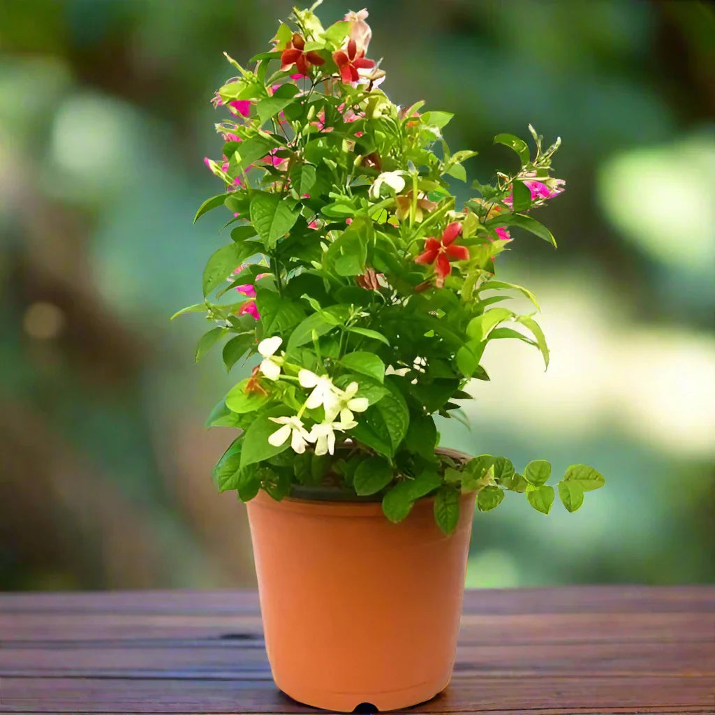 Clerodendrum Thomasenia, Pink Bleeding Heart Vine