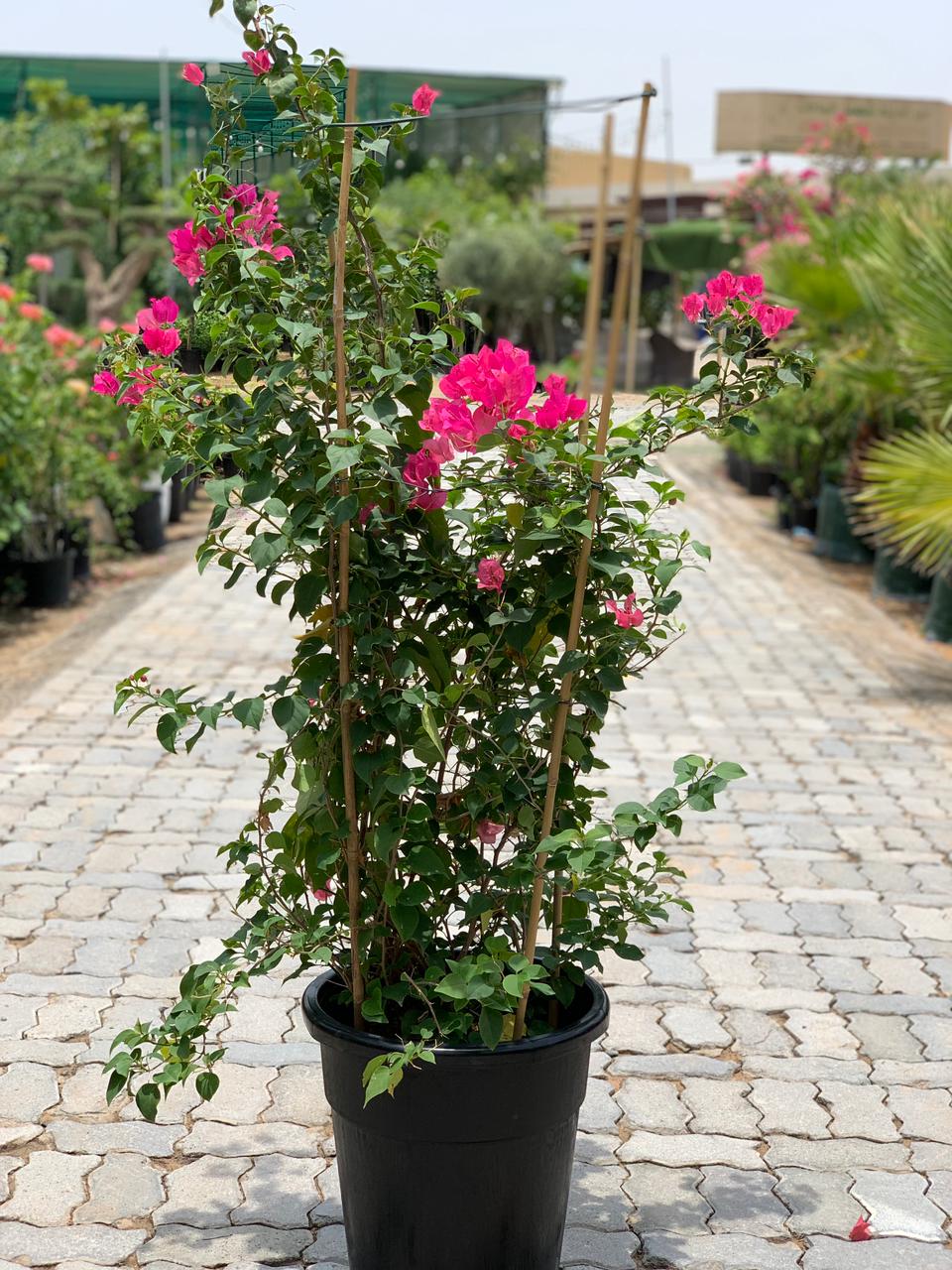 Bougainvillea Red