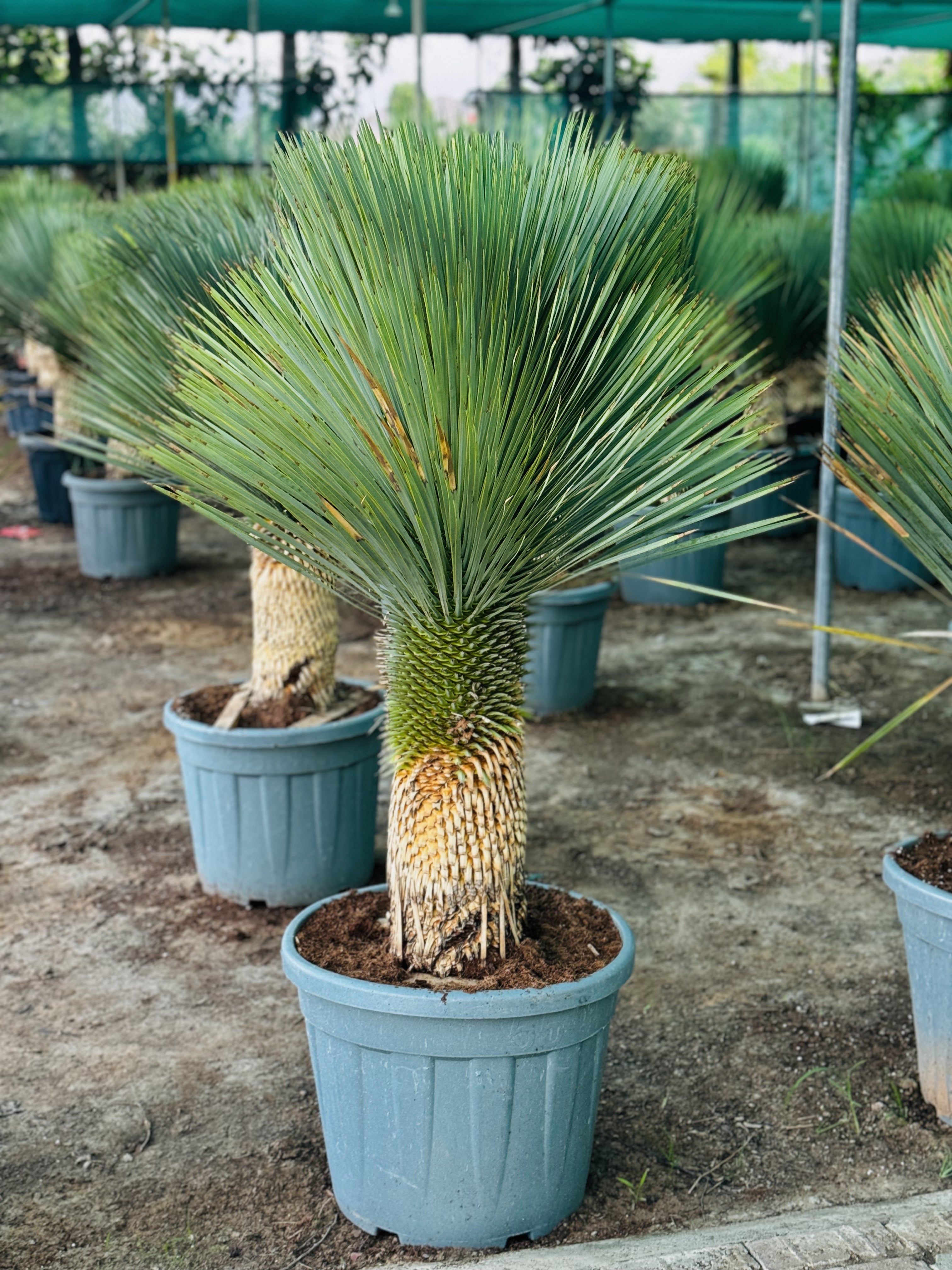 Yucca Rostrata 120CM (Spain)