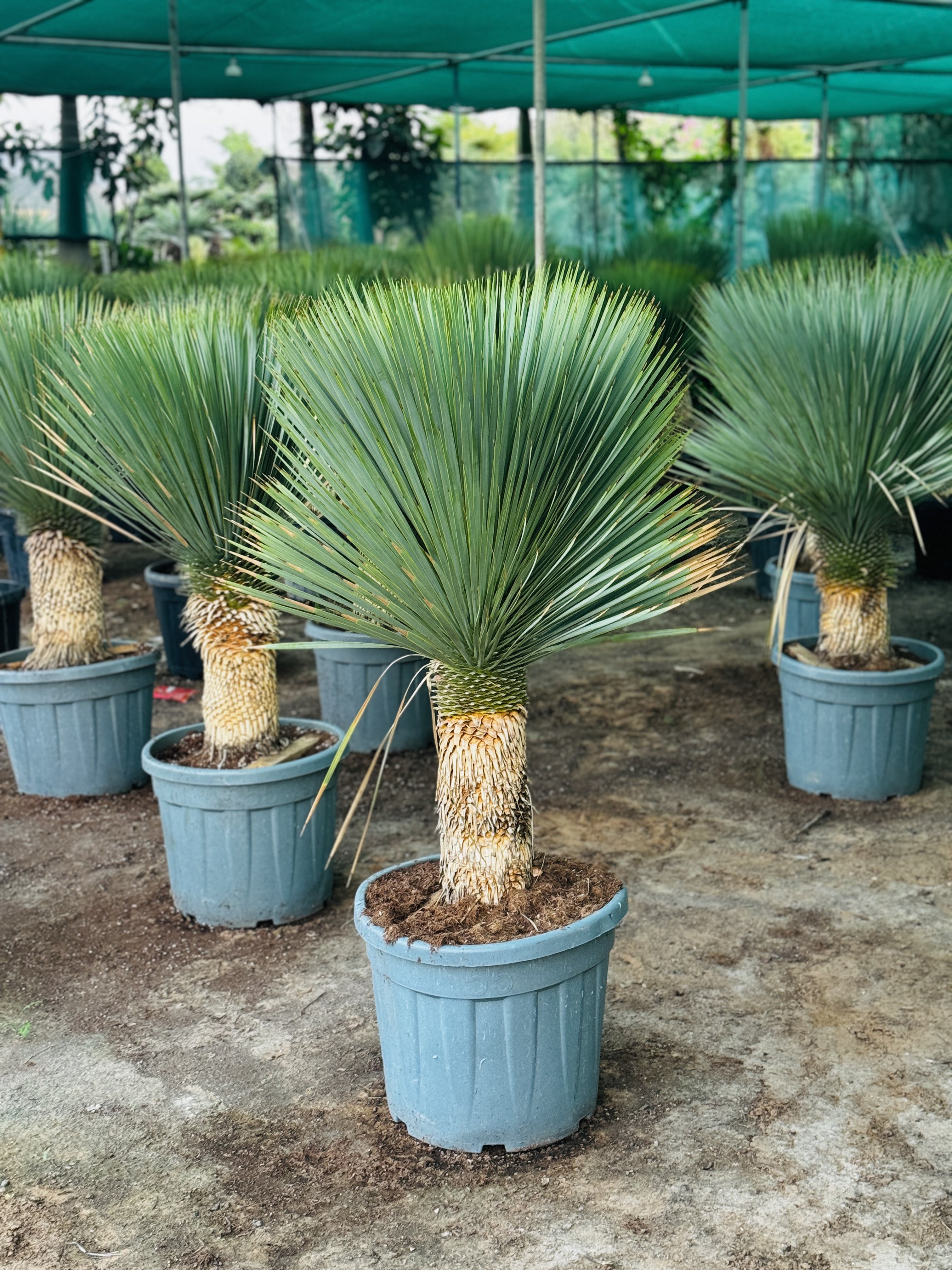 Yucca Rostrata 120CM (Spain)