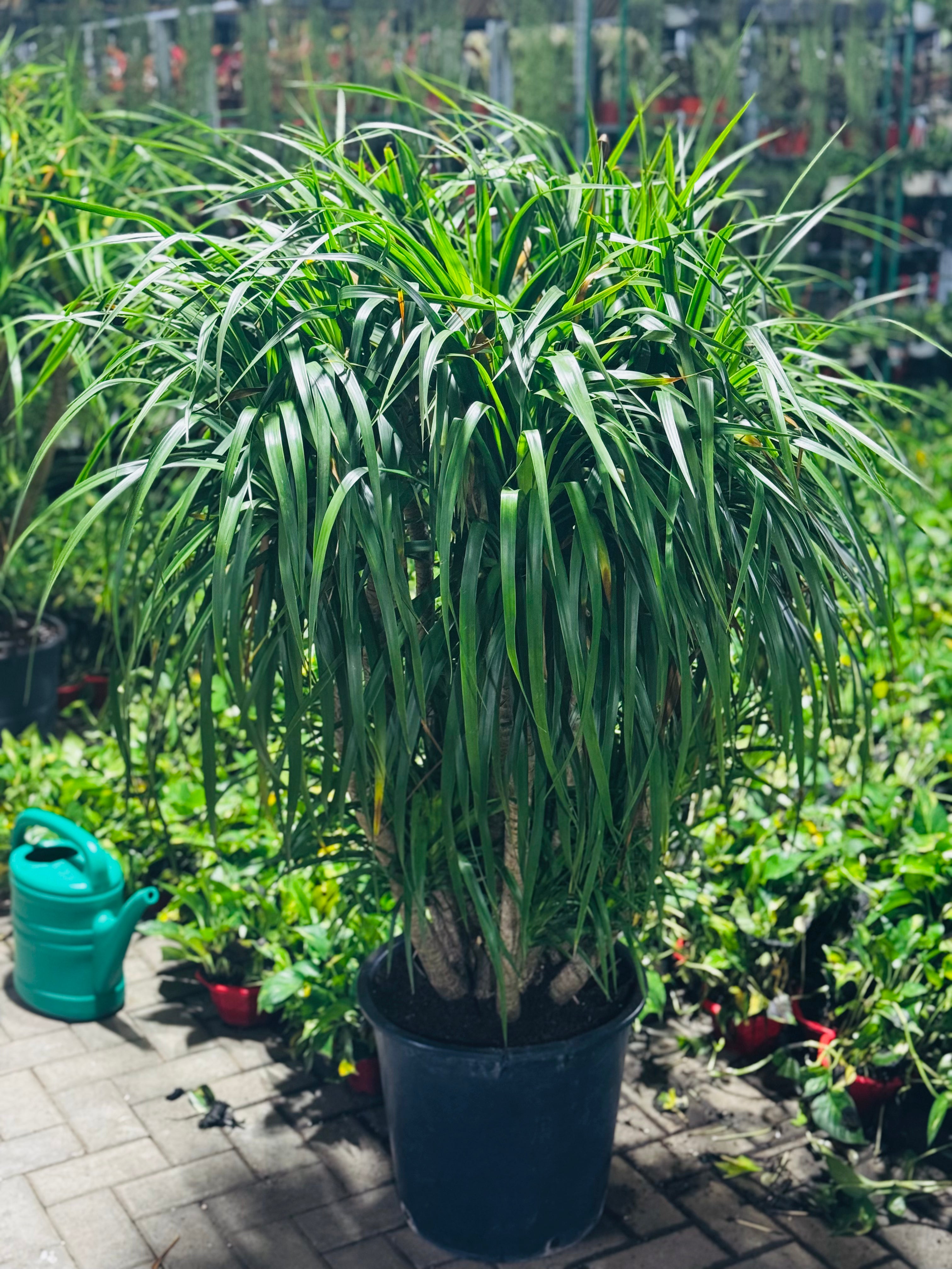 Dracaena Draco Multi Branches 150CM