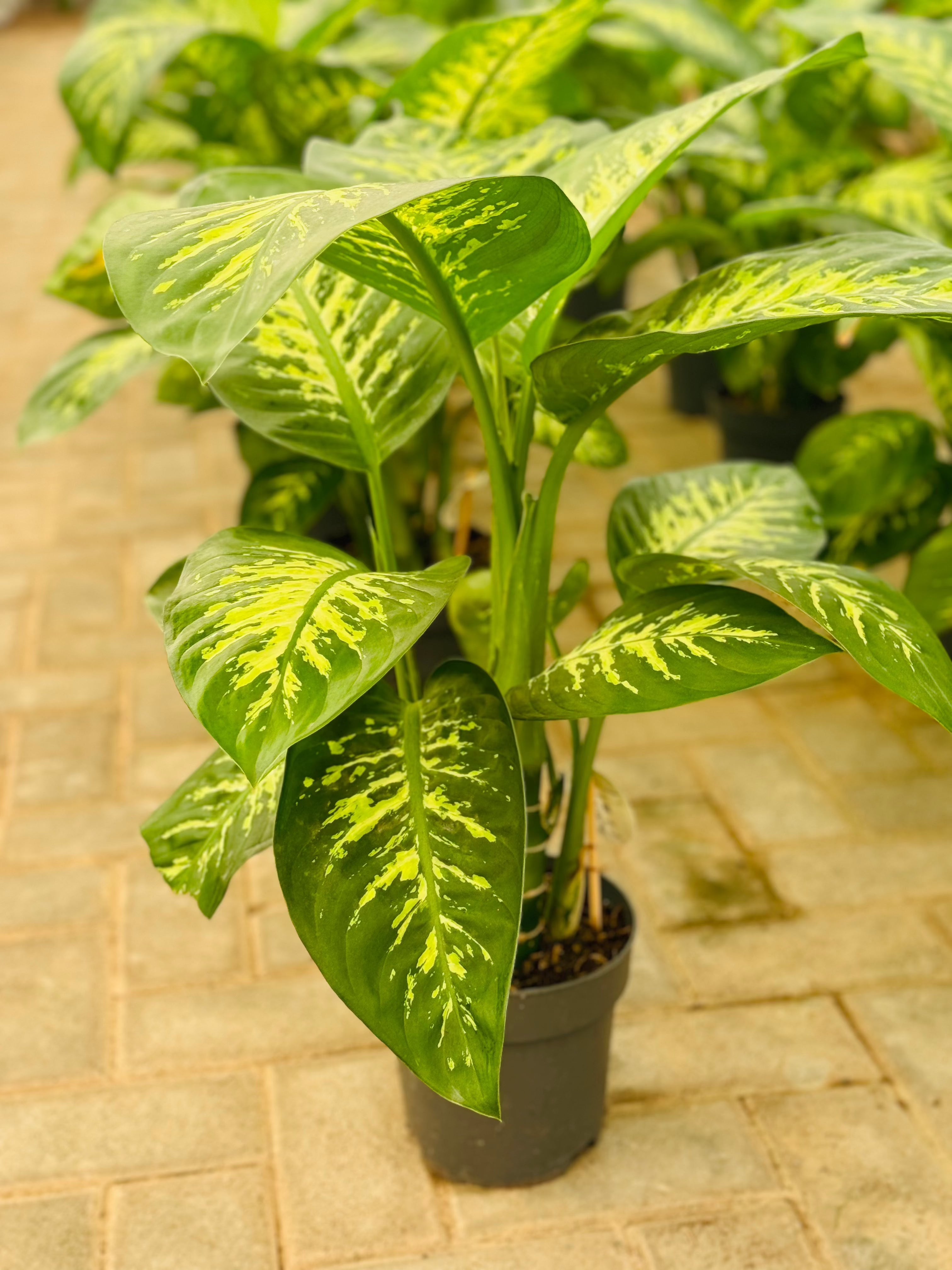 Diffenbachia (Dumb Cane) (Holland)