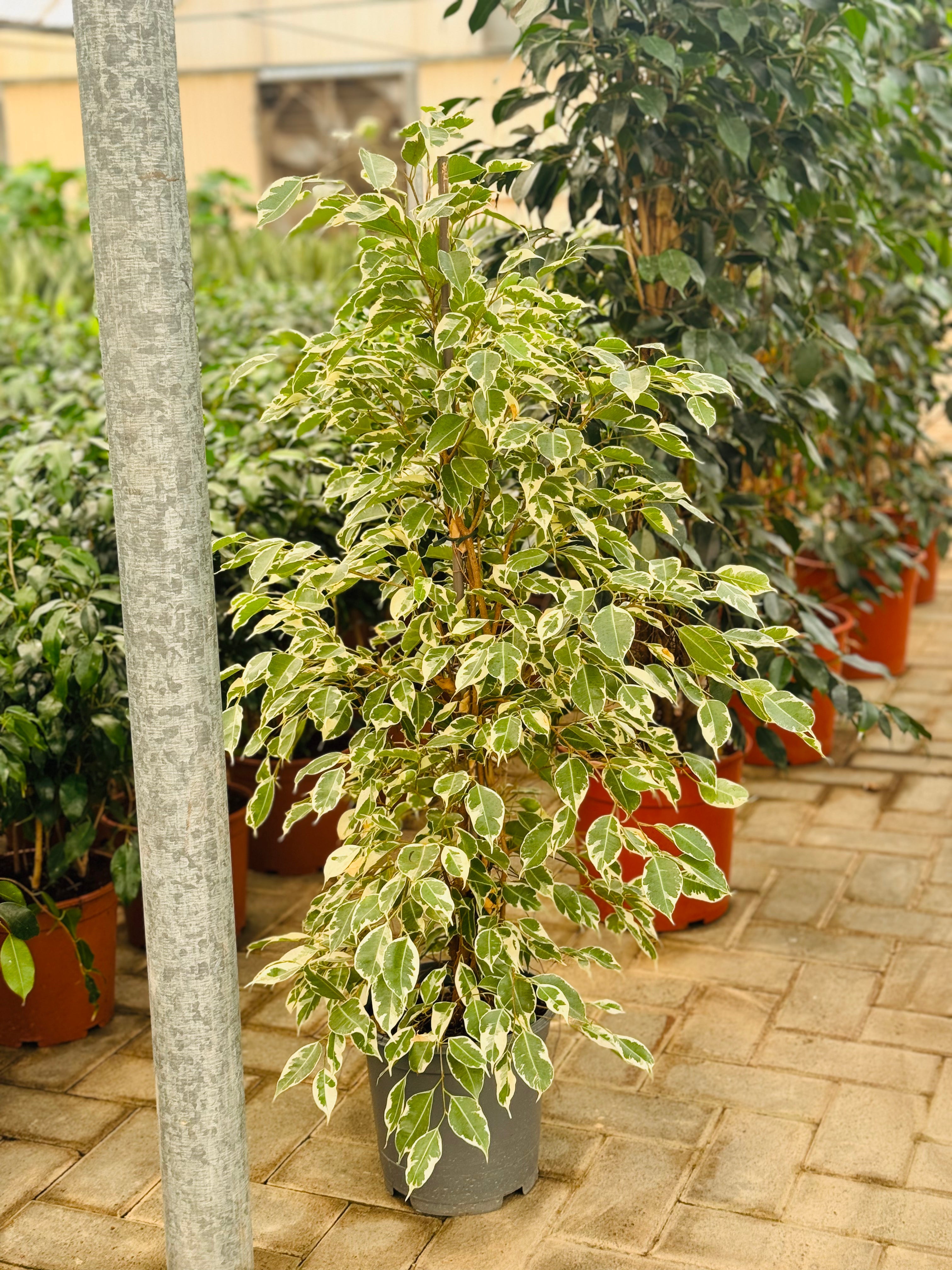 Ficus Benjamia Starlight