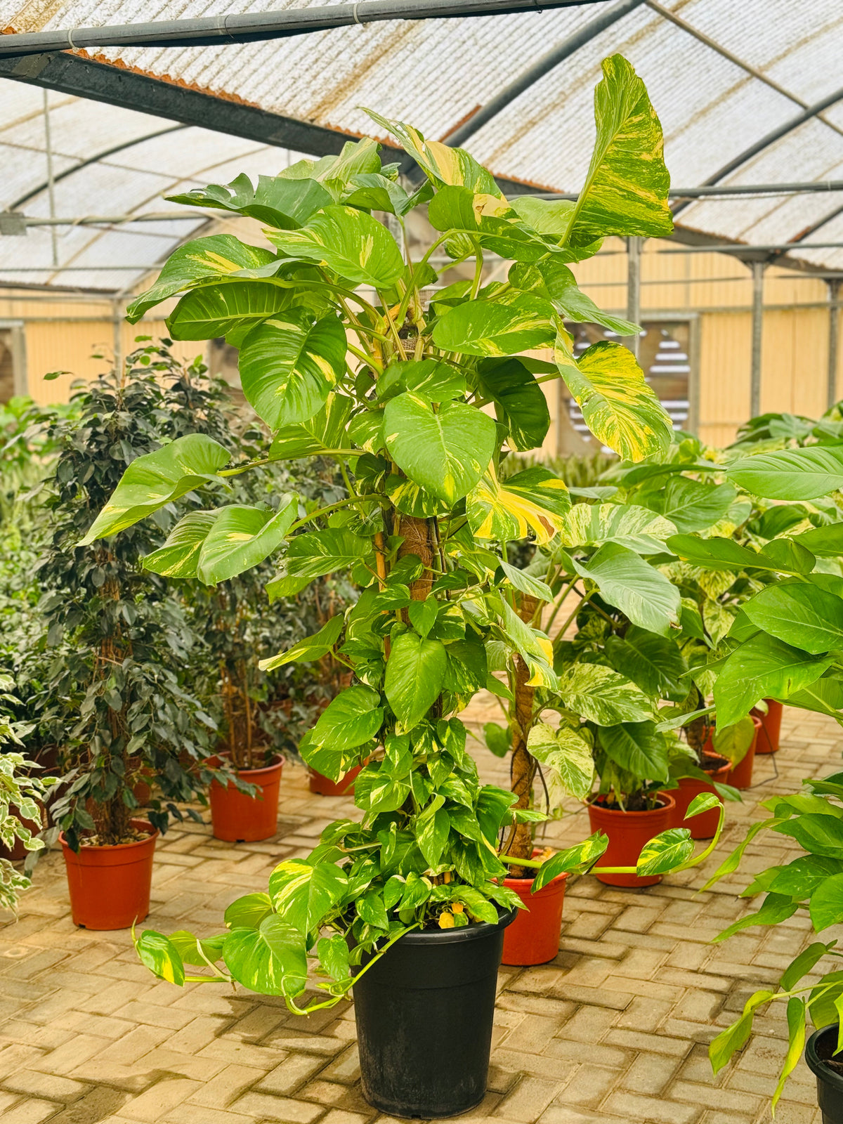 Scindapsus Variated Scindapsus Variegated Large Leaves