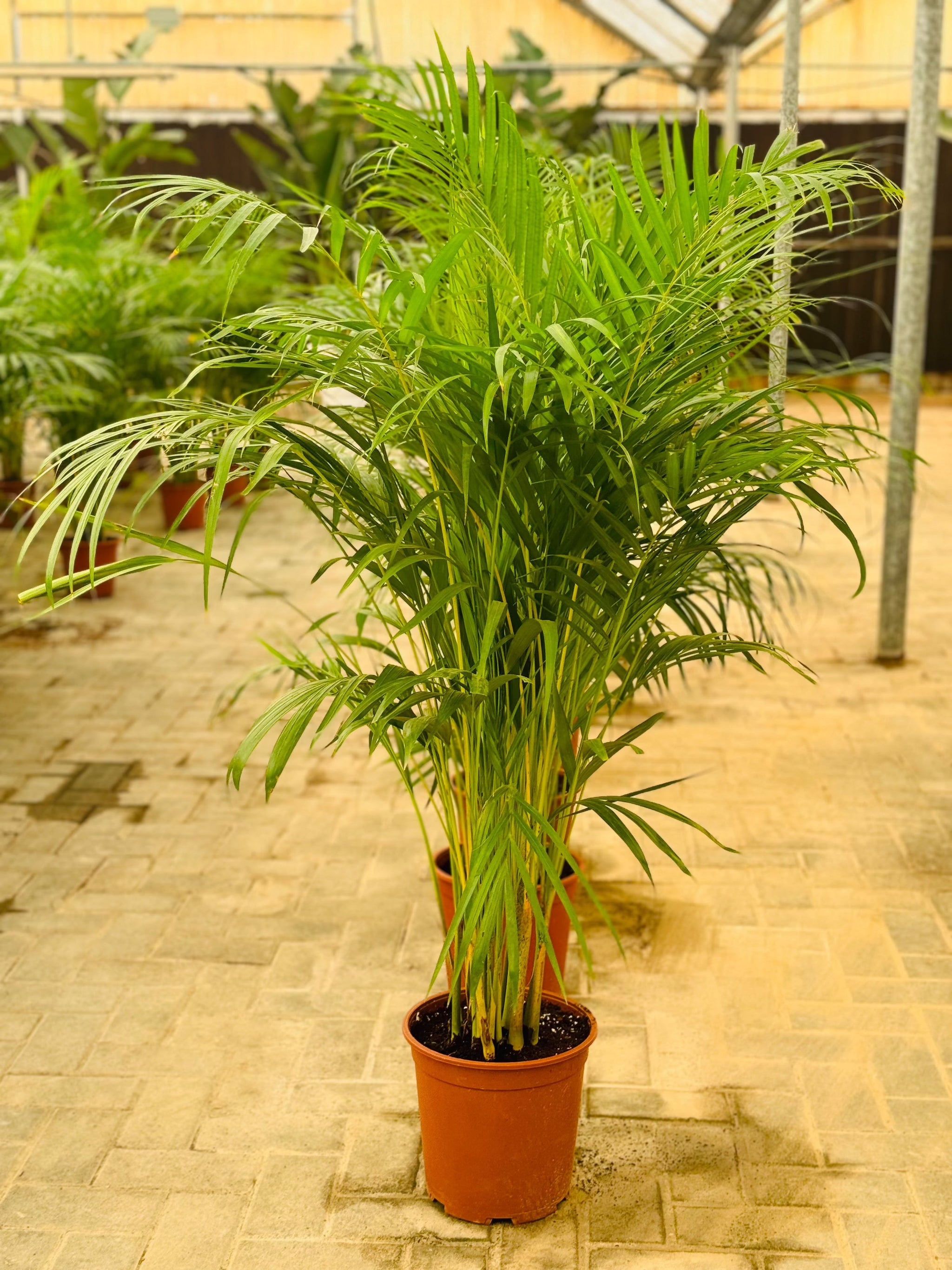 Areeca Palm | Buy online Areeca Palm (Holland)
