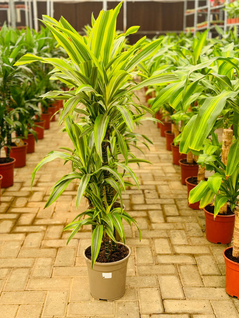 Dracaena Fragrans Lemon Lime Holland dracaena-fragrans-lemon-lime-holland