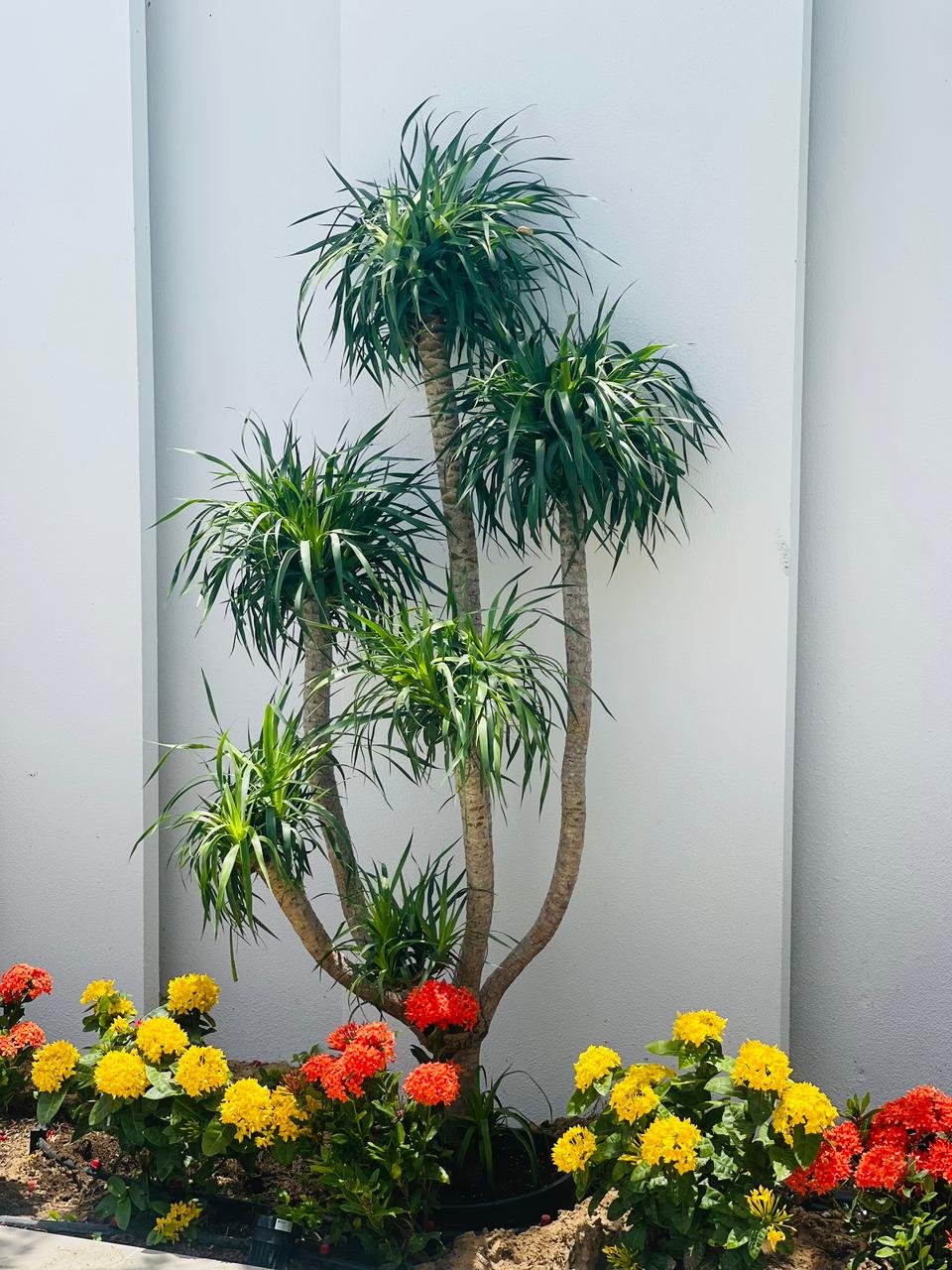 Dracaena Draco Multiheads 150CM