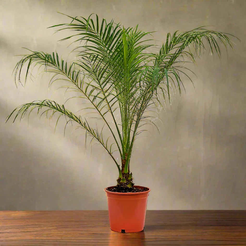 Phoenix Roebelenii, Miniature Date Palm, Dwarf Pygmy Date palm