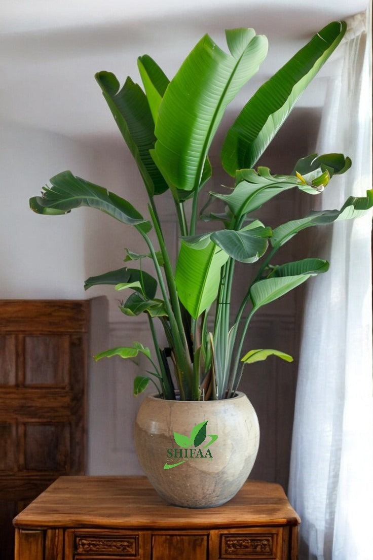 Birds Of Paradise with Pot