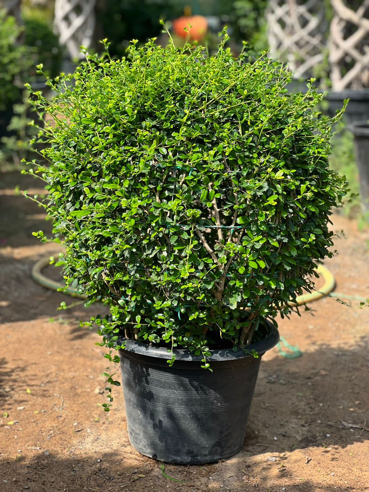 Erectia Ball Shape – Perfectly Pruned Elegance