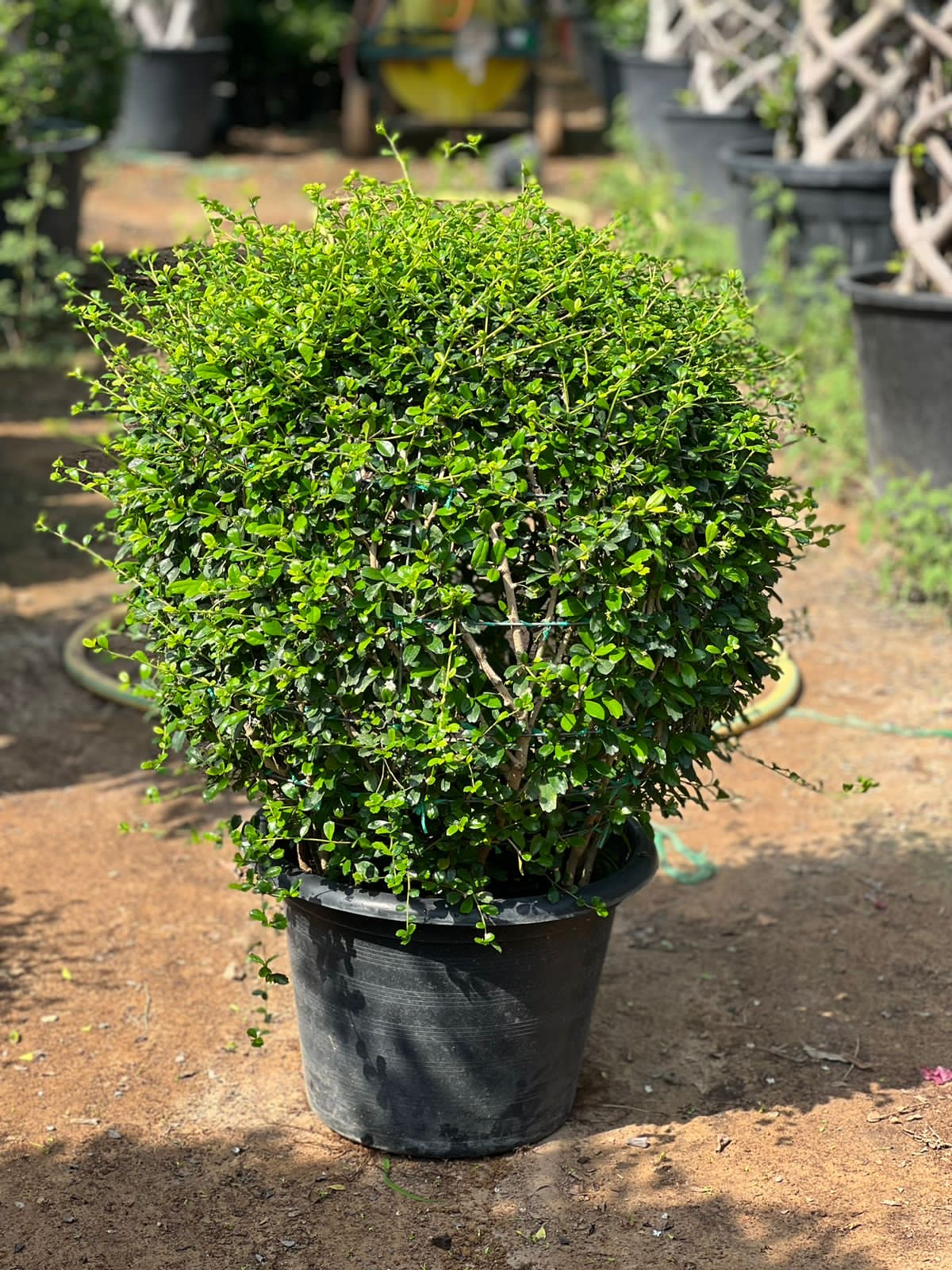 Erectia Ball Shape – Perfectly Pruned Elegance