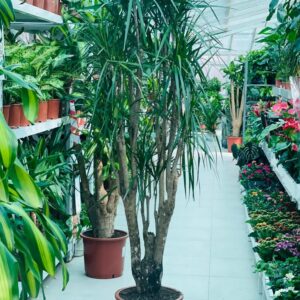 Dracaena marginata Plant 1.5M