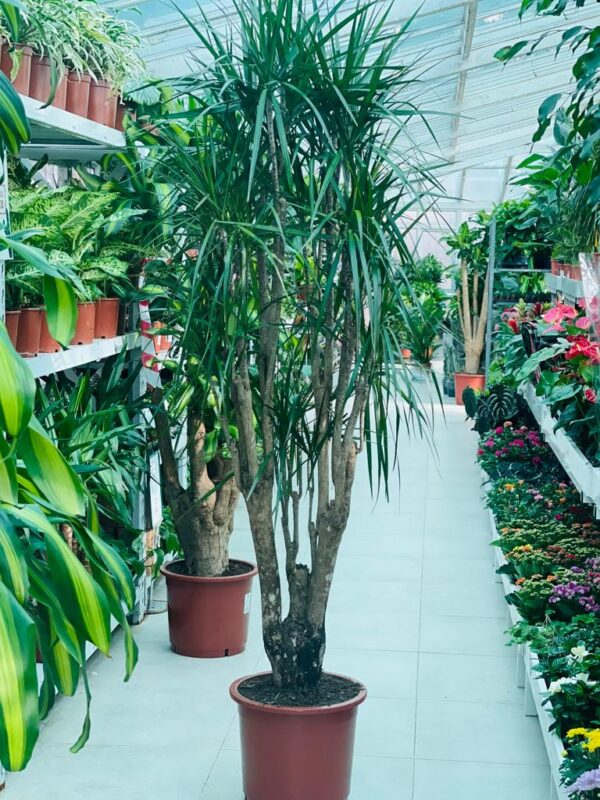 Dracaena marginata Plant 1.5M