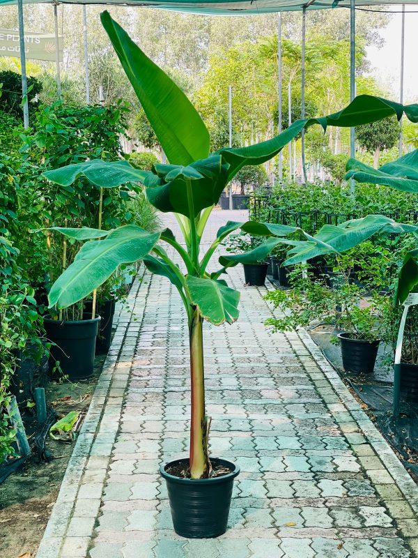 Banana tree