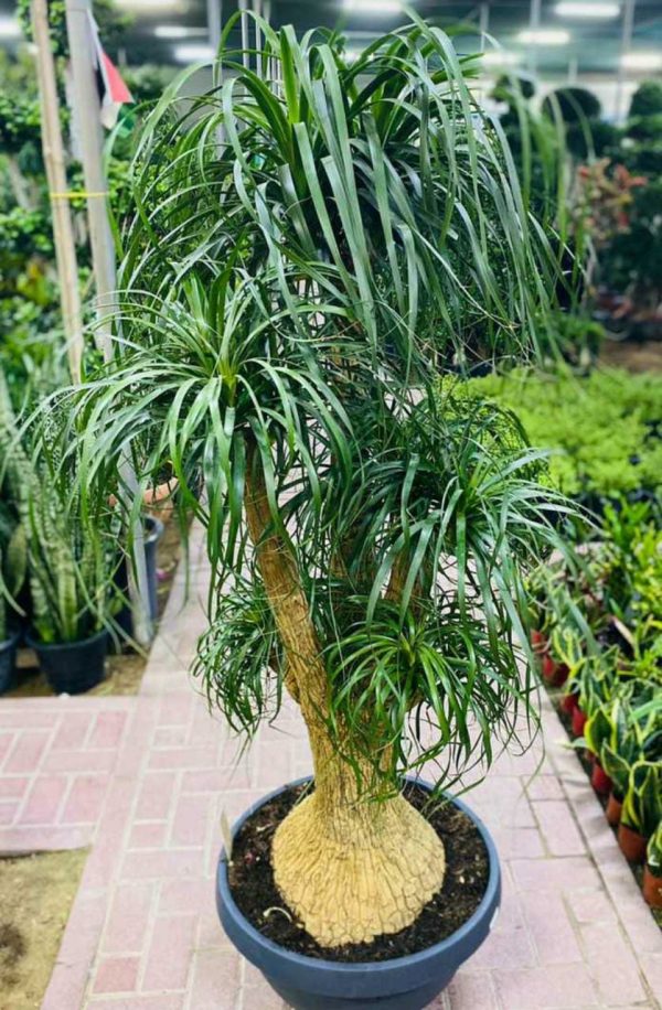 Ponytail Palm - Dubai Plants