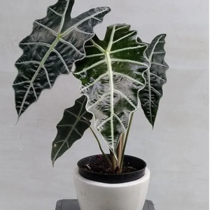 Alocasia Polly (Alocasia Amazonica or African Mask Plant)