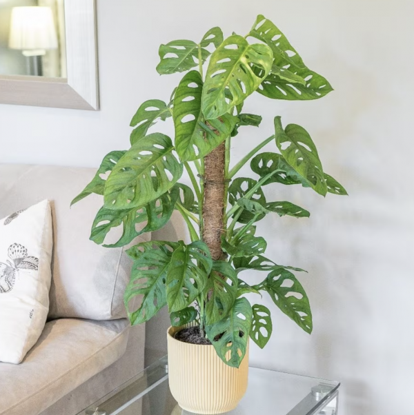 Monkey Mask Monstera