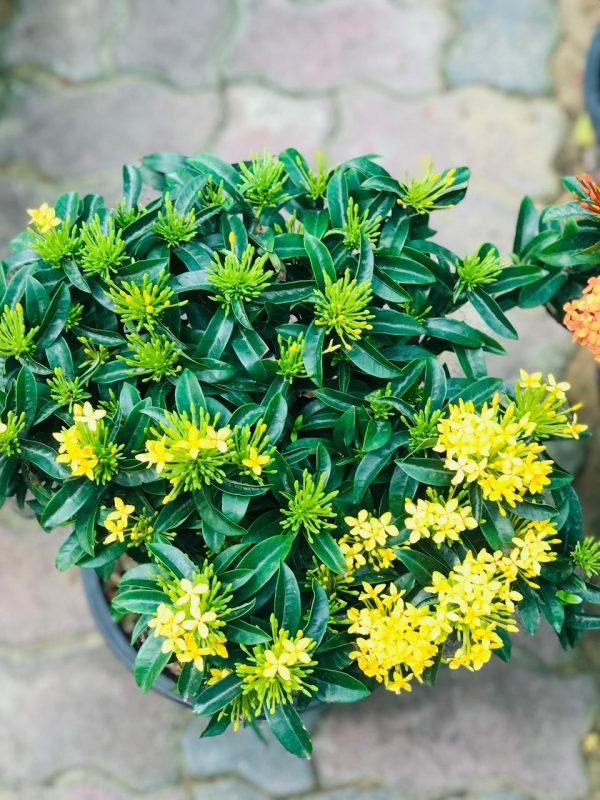 Ixora (yellow color)