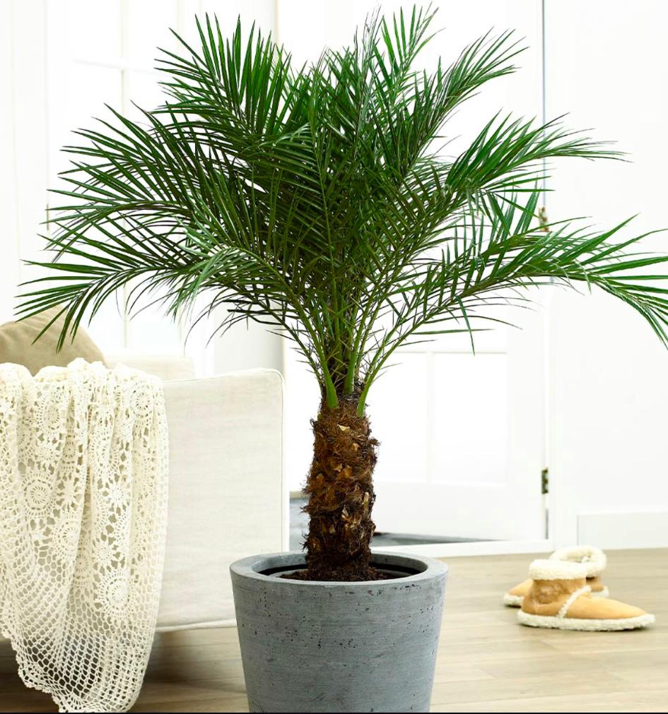 Palm Phoenix roebelenii - Dubai Plants