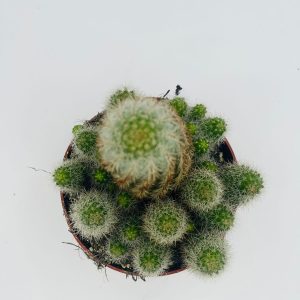 Cactus Echinopsis chamaecereus