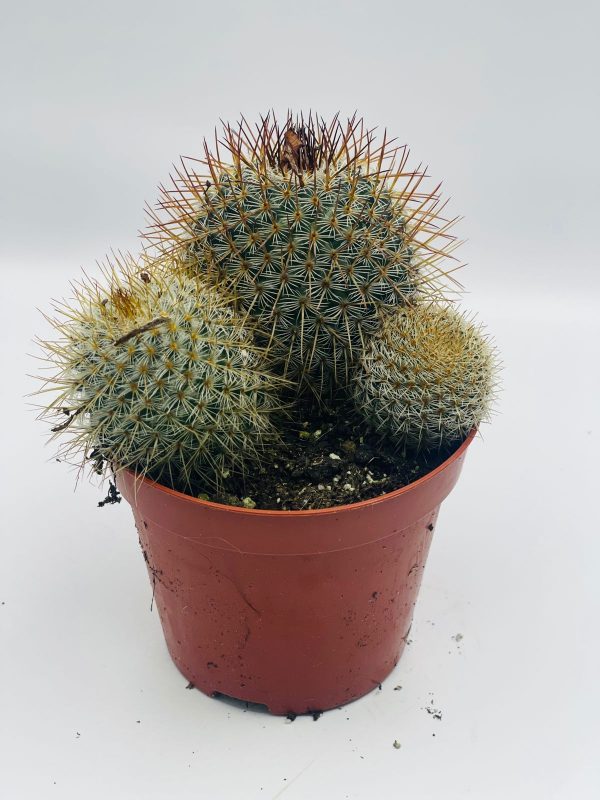 Mammillaria polythele