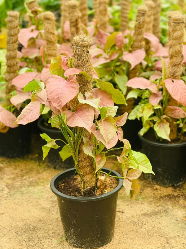 Syngonium pink splash