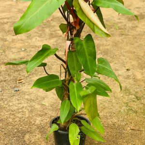 Philodendron Erubescens