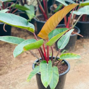 Red & Green Philodendron