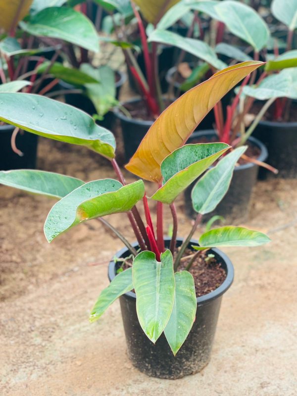 Red & Green Philodendron