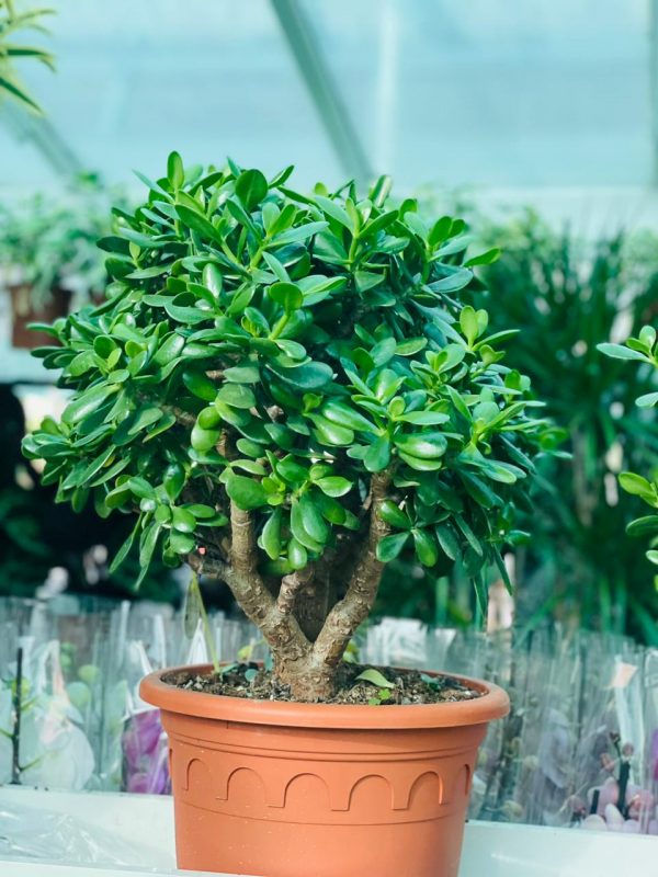 Crassula Magical Tree (Bonsai)