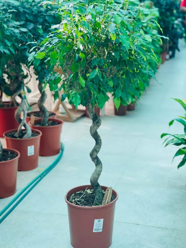 Ficus benjamina Spiral Shape