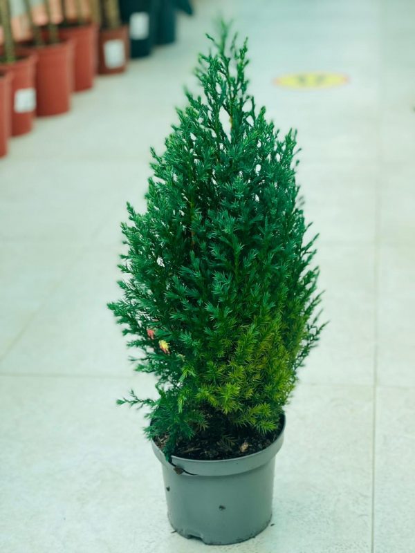 Junipers Stricta chinensis