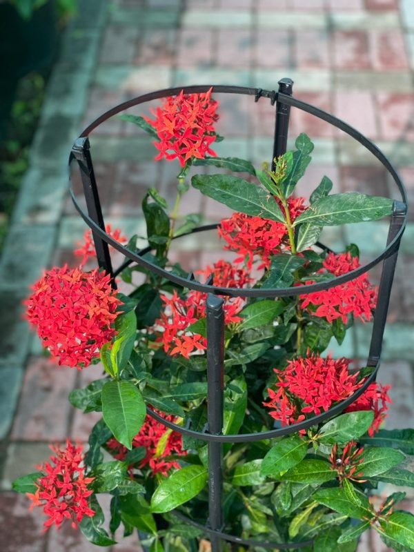 Ixora red