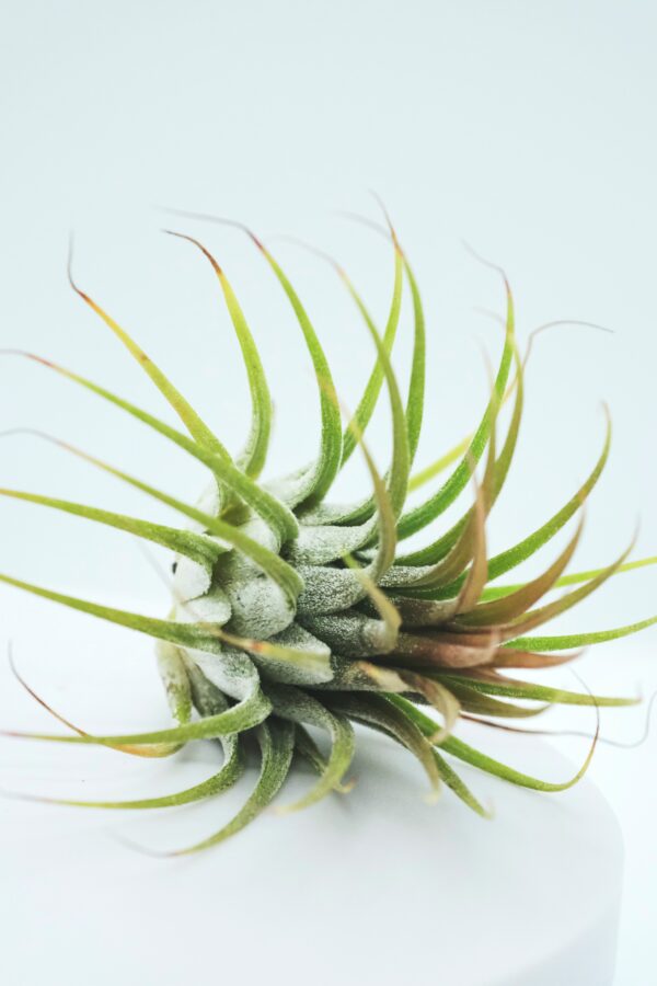 Tillandsia