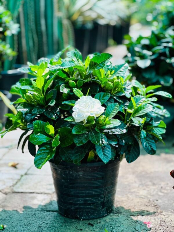 Indoor Gardenia