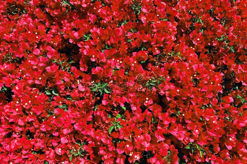Bougainvillea red Flower Blooms - Dubai Plants