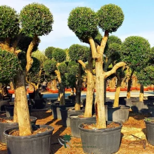Olive Trees for your Garden