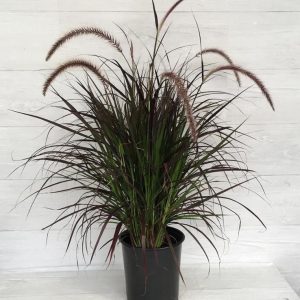 Pennisetum Rubrum (Fountain Grass)