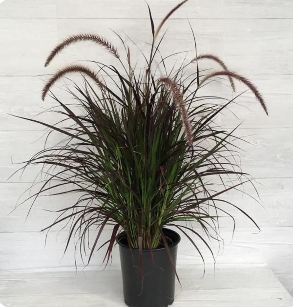 Pennisetum Rubrum (Fountain Grass)