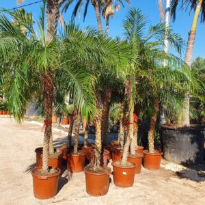 Palm Phoenix roebelenii