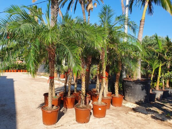 Palm Phoenix roebelenii