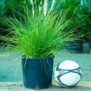 Pennisetum Setaceum (Fountain Grass)