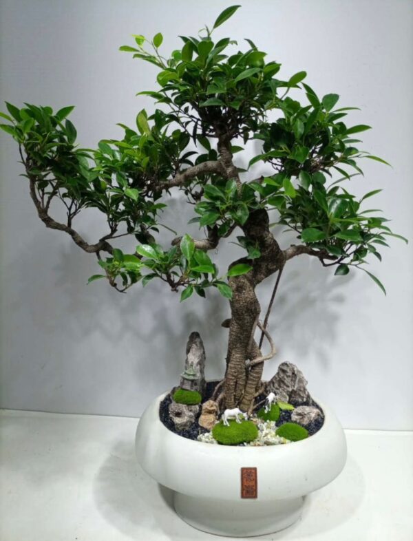 Ficus Bonsai