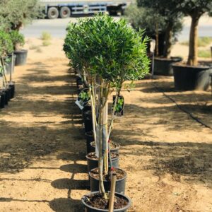 Timeless and classic olive tree single head
