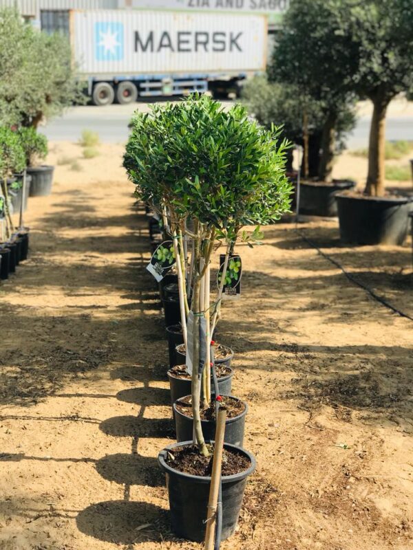 Timeless and classic olive tree single head