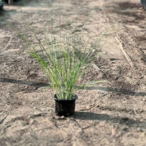 Pennisetum Setaceum (Fountain Grass)