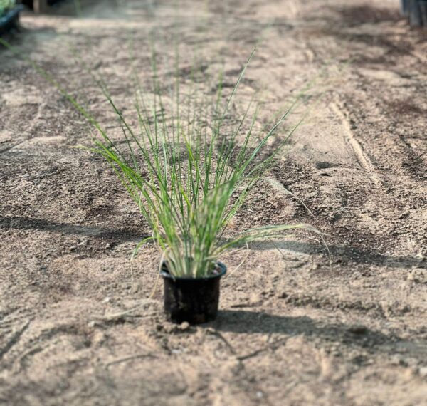 Pennisetum Setaceum (Fountain Grass)