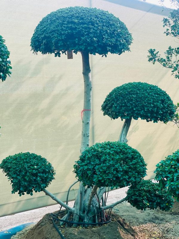 Majestic Multi-Head Ficus