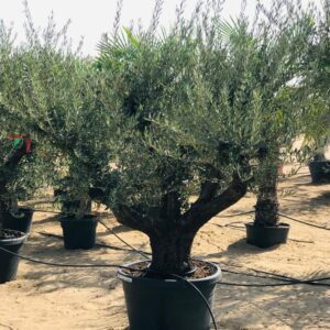 Mature olive tree