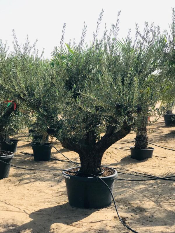 40+Years Old Olive Tree Mature Multi Branch